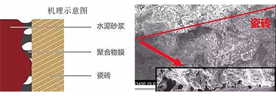 瓷磚粘結(jié)劑粘貼瓷磚牢固程度與什么有關(guān)？