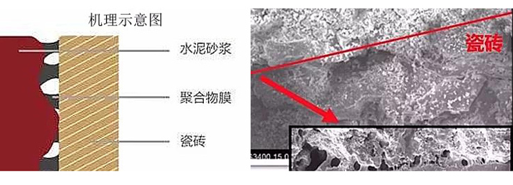 瓷磚粘結(jié)劑粘貼機理示意圖